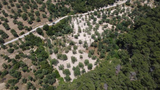 Aşağışakranda 2130m2 Tek Tapu Yolu Olan Satılık Zeytinlik 4