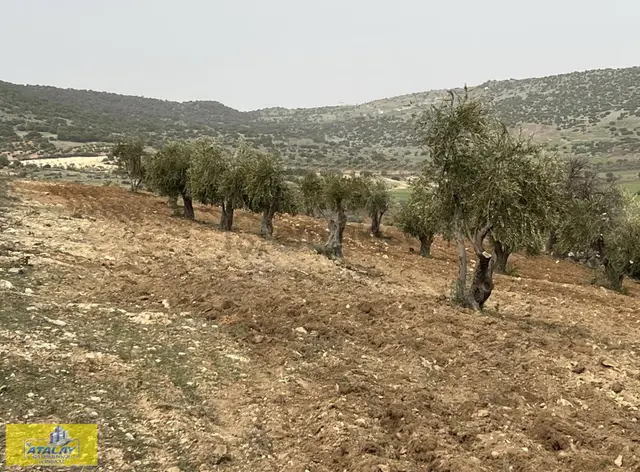 Satlık Kilis Zeytin Bahcesi Merkezde Kupon Yatırım Fırsat Acil 3