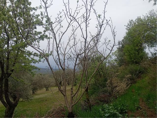 Manisa Kırkağaç Musahocada Satılık Zeytinlik 4