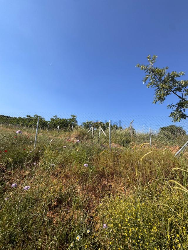🌿 Yüksek Verimli Meyve Ağaçlarıyla Donatılmış Satılık Tarla 4