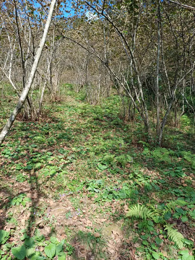 Fırsattır Kısa Süreli Fiyat Giresun Görele'de Ana Yola Cephe Müstakil Tapulu 590 M2 Parsel. 3