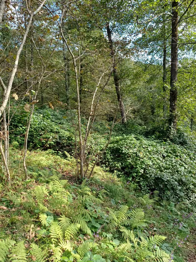 Fırsattır Kısa Süreli Fiyat Giresun Görele'de Ana Yola Cephe Müstakil Tapulu 590 M2 Parsel. 4