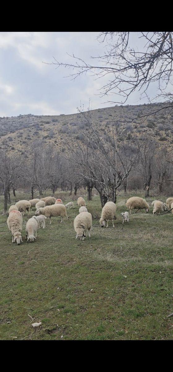 Metin Gönülalan'dan Meram Dere De Doğa İle İç İçe Bahçe 5