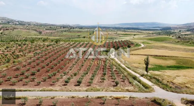 Fatih Atacan Dan Ana Asfalt Üzeri Zeytinlik 3