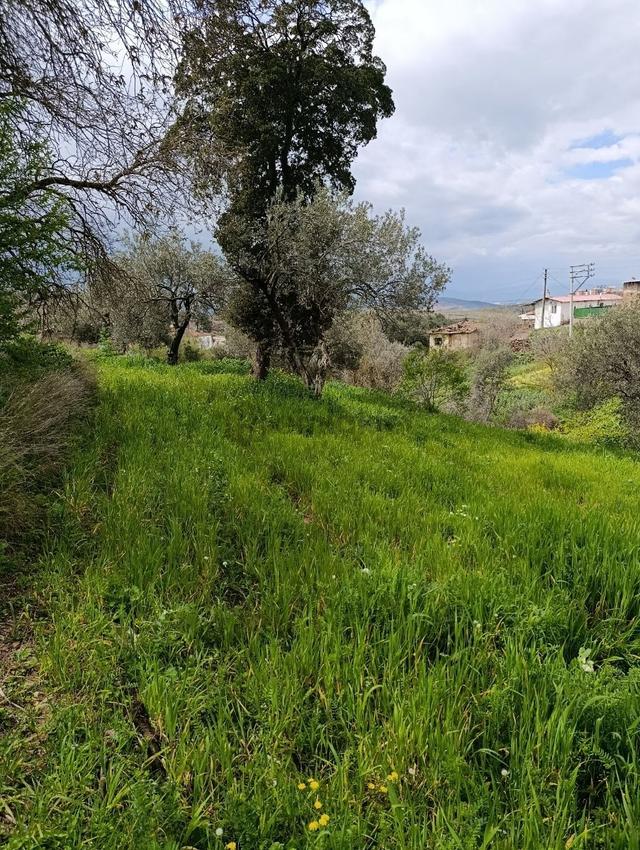 Akhisar Yenidoğan Da Satılık Kupon Arsa 5