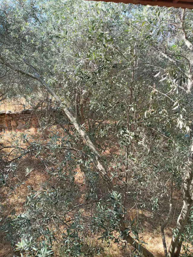 Stratonikeia Antik Kentinde Müstakil Ev (pazarlık Payı Vardır.) 3