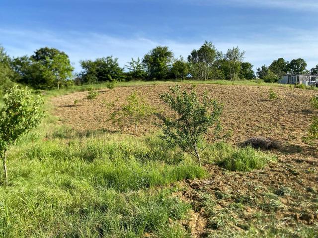 Delux'den Şarköy'de İçinde Bağ Evi Bulunan 5.698 M2 Satılık Arsa 5