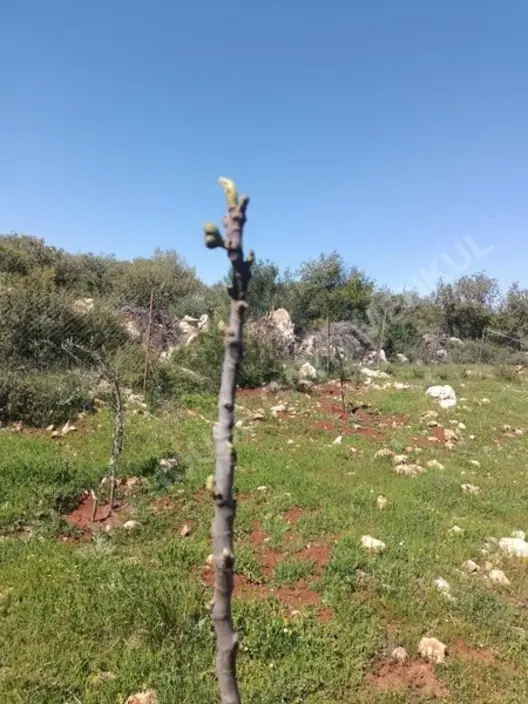 Satılık Kepez Çamlıca'da Yatırımlık 2b Arsası.