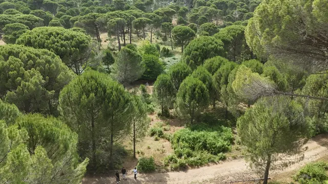 Realiva'dan Bergama Göbeller'de 4527 M2 Satılık Fıstıklık 3