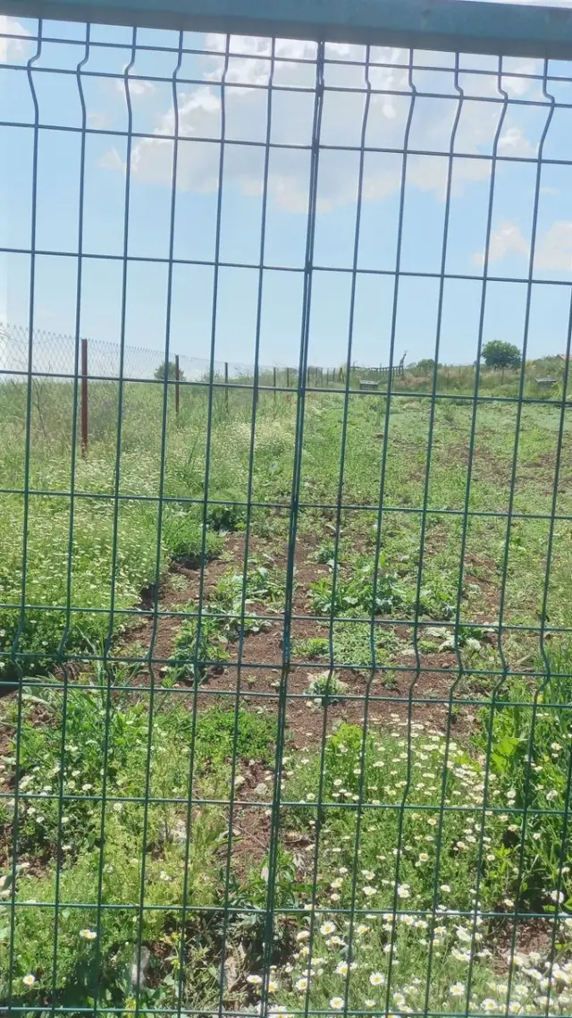 Kütahya Merkez Işıkkara Köyünde Satılık Tarla 2