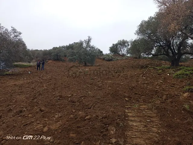 Acil Satılık Frsat Zeytinlik Bozdoğan-osmaniye'de 4