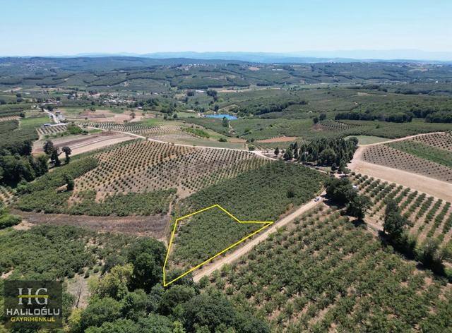 1975m2 Resmi Yola 76m Cepheli Yetişkin Fındık Bahçesi 3