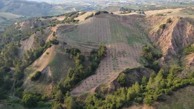 Salihli Caferbey De 13 Dönüm Zeytinlik 3