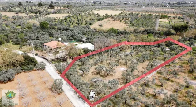 Pasifikten Torbalı Çakırbeylide 3.067 M² Tek Tapu Zeytinlik 3