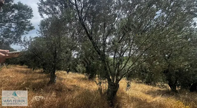 Çanakkale Ezine Geyiklide Satılık Zeytinlik 2