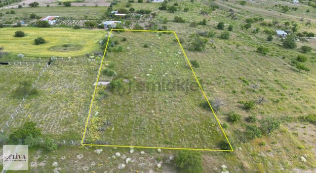 Liva'dan Reşadiye'de Harika Konumda 4124 M² Tek Tapu Bağ 3
