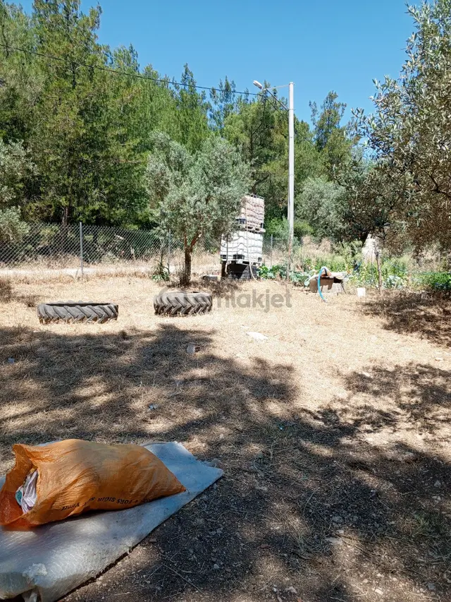 Yeliz'den Manisa Soma'ya 5 Km Mesafede Çiftlik 3