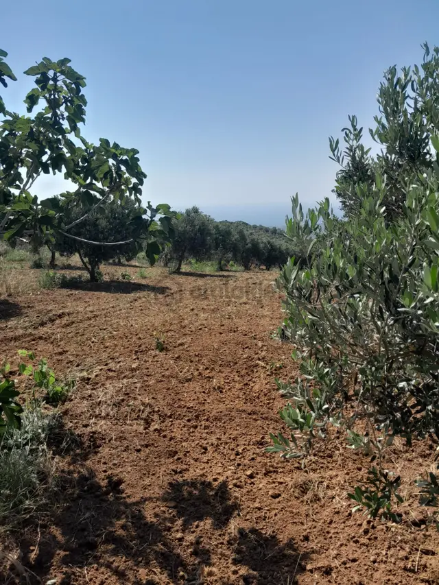 Bulut Yatırımdan 6920 M² Deniz Manzaralı Yetişmiş Zeytinlik 3