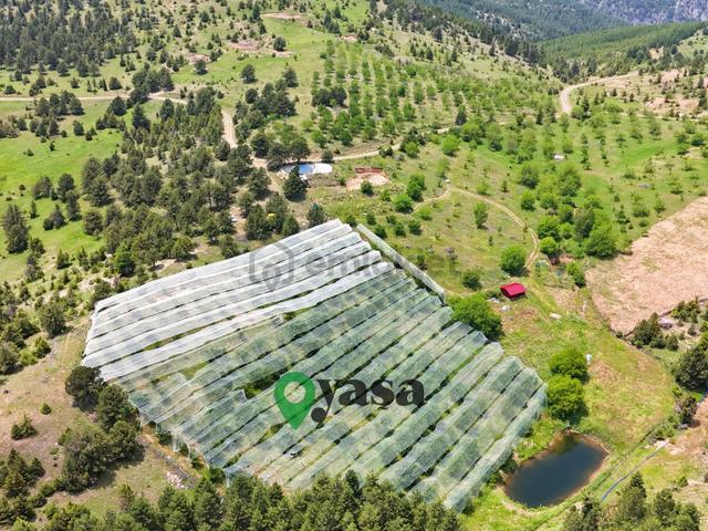 Yaşa Gyd - Doğa İle İç İçe 230 Kiraz Ve 70 Ceviz Ağaçlı Bahçe 2