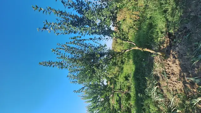 Ergene Ulaş'ta Ergene Nehir Mevkii 2.240 M² Satılık Tarla! 4