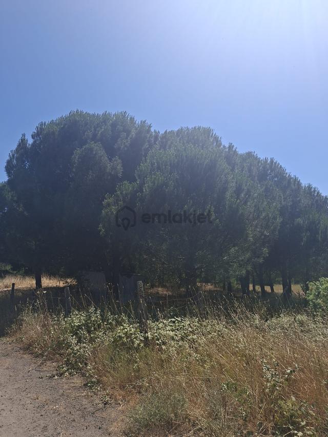 Mir'den Balya Ilıca'da Gölete 250 M 13.250 M2 Satılık Tarla 2