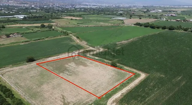 Sultanhisar Atça Mah. Satılık 4.815m2 Tarla 4