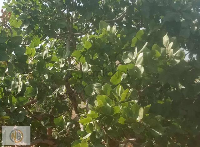 Günbulurda İki Tapu Fıstıklık Uygun Fiyat 1