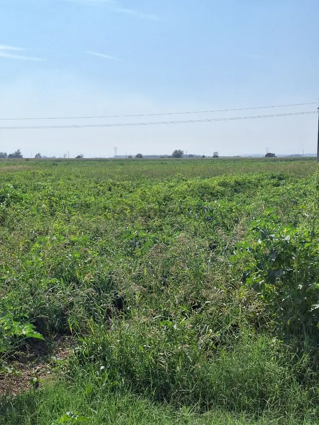 Karacabey Canbalı Da Satılık Yatırımlık Arazi 2