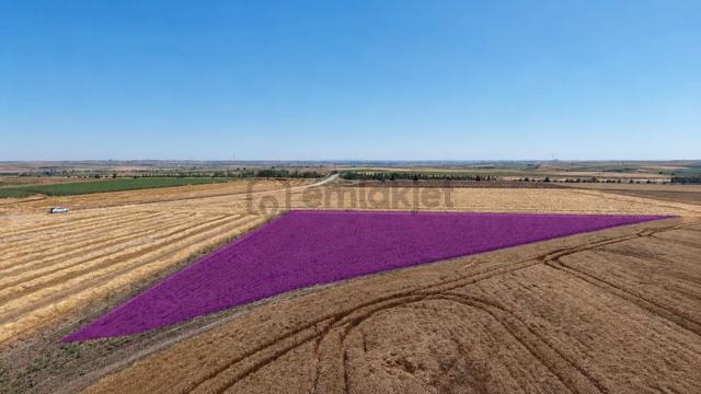 Tekirdağ Ergene Bakırca Mahallesi’nde Satılık 4.100 M² Müstakil Tarla 3