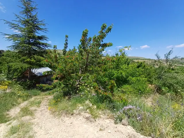 D340 Karayoluna 100 Metre Mesafede Tek Tapu Meyve Bahçesi 5