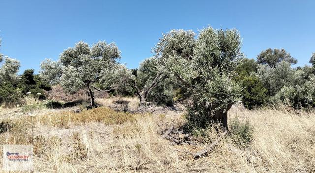 Karaburun Bozköy Alanbağ'nda Satılık Tarla 5