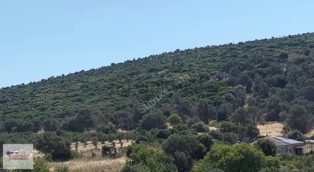 Karaburun Bozköy Alanbağ'nda Satılık Tarla 2