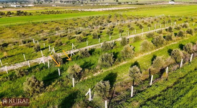 İzmir Menderes Tekeli 2 Ada 1 Parselde 30 Zeytin Ağaçlı 610m2 5