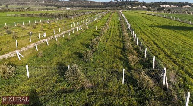 İzmir Menderes Tekeli 2 Ada 1 Parselde 30 Zeytin Ağaçlı 610m2 4