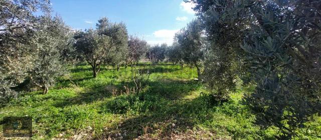 Manisa Sancaklıiğdecik 4 Dönüm Evi İçinde Arazi 5