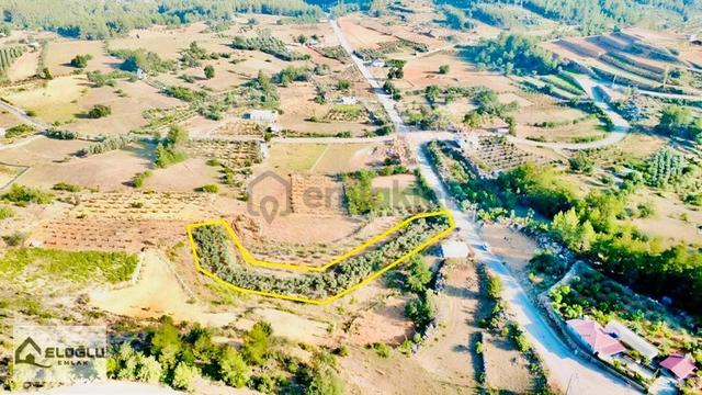 Alanya Saburlarda Asfalta Sıfır Satılık 2.161 M2 Zeytin Bahçesi 1