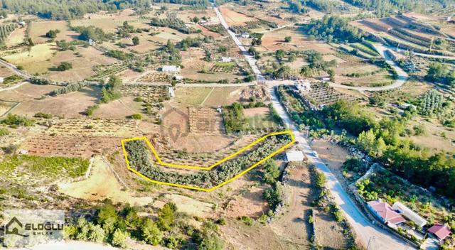 Alanya Saburlarda Asfalta Sıfır Satılık 2.161 M2 Zeytin Bahçesi 1