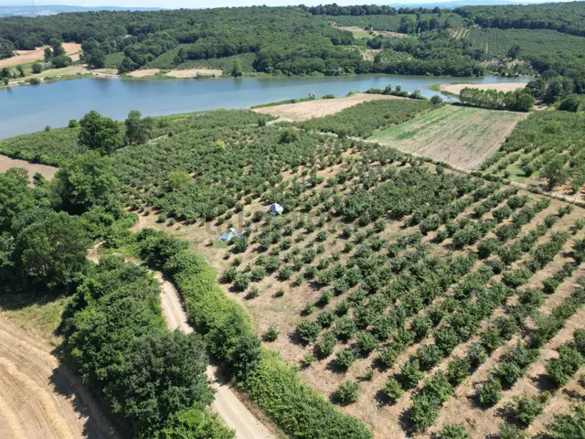 Turnalı Da Göl Manzaralı 23.615 M2 Yol Kenarı Fındık Bahçesi 3