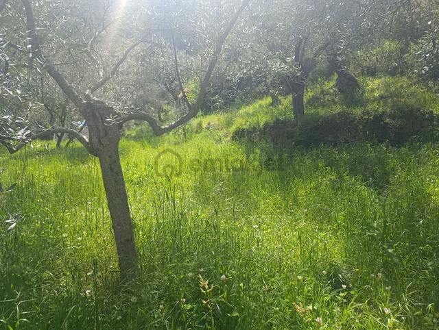 Selçuk Eski Şirince Yolunda Satılık Zeytin Bahçesi 5