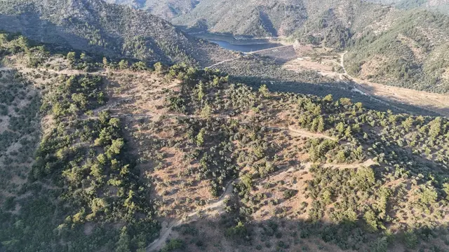 Doğadan Milas Derince Baraja Yakın Yolu Olan Zeytinlik 4