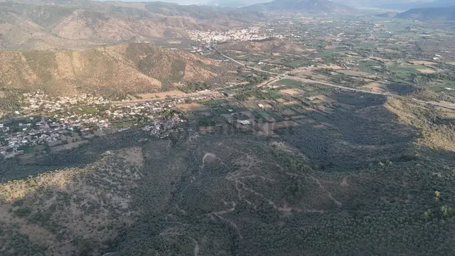 Doğadan Milas Derince Baraja Yakın Yolu Olan Zeytinlik 2