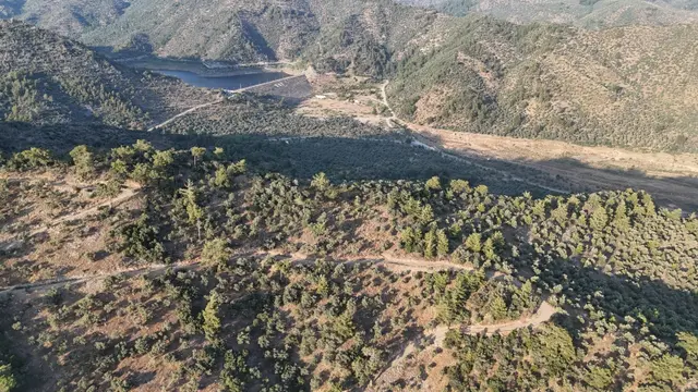 Doğadan Milas Derince Baraja Yakın Yolu Olan Zeytinlik 2