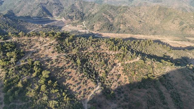 Doğadan Milas Derince Baraja Yakın Yolu Olan Zeytinlik 5