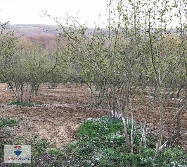 Kandıra Teksen'de 2.939 M2 Satılık Fındık Bahçesi 5