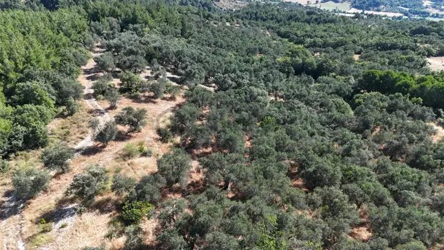 Dereköy Mahallesi’nde 10.000 M² Satılık Zeytinlik 🌿
