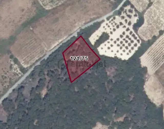 Bozcaada Cumhuriyet - Tek Tapu - Denize 850m Ağaçlar İçerisinde 1
