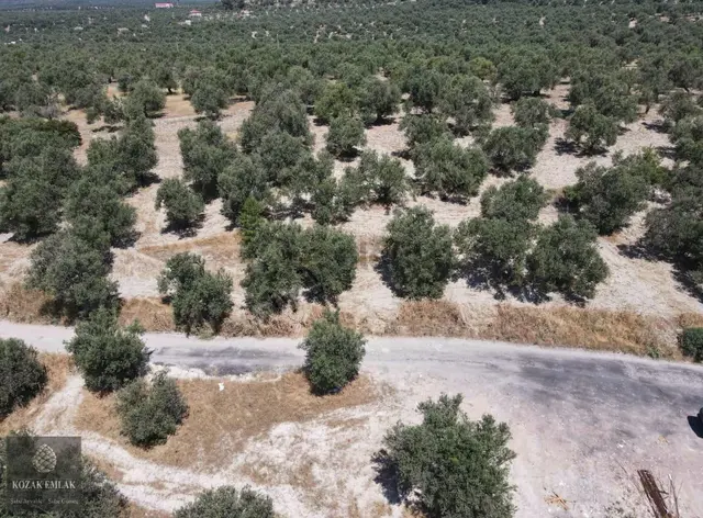Ayvalık Mutlu Mahallesine 250metre Mesafede Satılık Zeytinlik 3