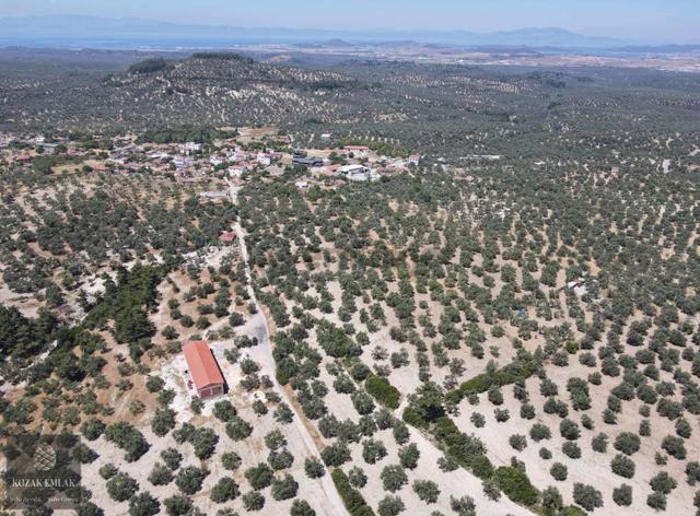 Ayvalık Mutlu Mahallesine 250metre Mesafede Satılık Zeytinlik 2