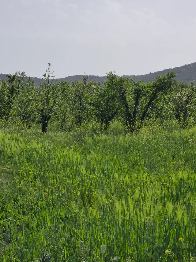 🌿 Isparta Gönen İğdecik'te Fırsat Arazi! 🌿 2