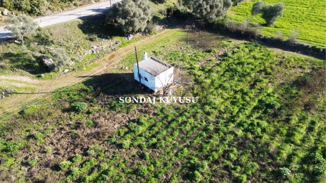 Milas Kuzyakada Ana Yola Sıfır 9.665 M² Tarla Ve Zeytinlik 4